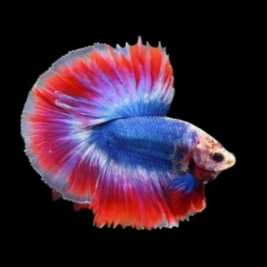 Betta man thai flag XL